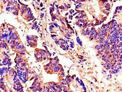 AKAP9 Antibody