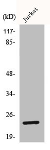 AKIP1 Antibody