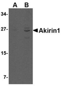 Akirin1 Antibody