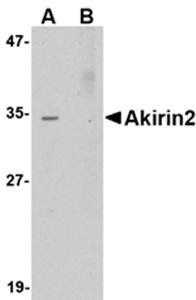 Akirin2 Antibody