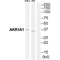 AKR1A1 Antibody