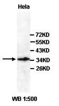 AKR7A3 Rabbit Polyclonal Antibody
