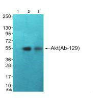 AKT1 (Ab-129) antibody