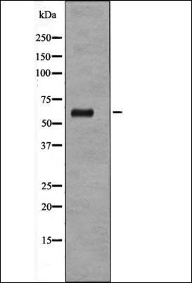 AKT1 (Phospho-Ser473) antibody