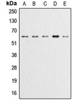 AKT (phospho-Y315) antibody