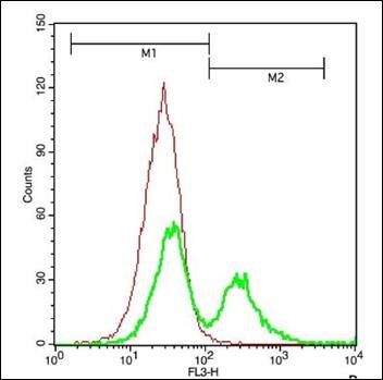 AKT1 (phospho-Thr308/Thr309) antibody
