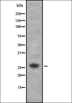 AKT1S1 antibody