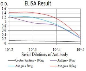 AKT3 Antibody