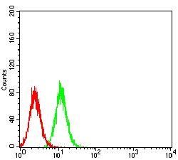 AKT3 Antibody