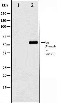 AKT (Phospho-Ser129) antibody