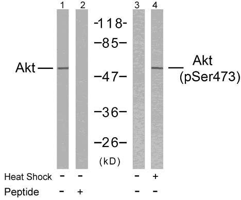 Akt (Phospho-Ser473) Antibody