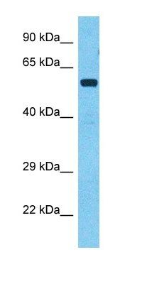 AL1A3 antibody