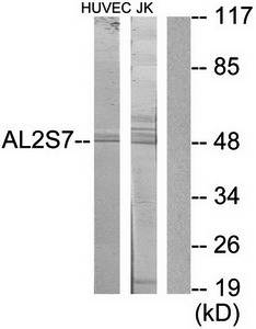 AL2S7 antibody