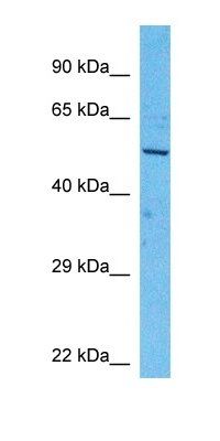 AL9A1 antibody