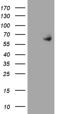 Albumin (ALB) antibody