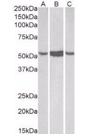 Goat anti-ALDH1A1 (C Terminus) Antibody
