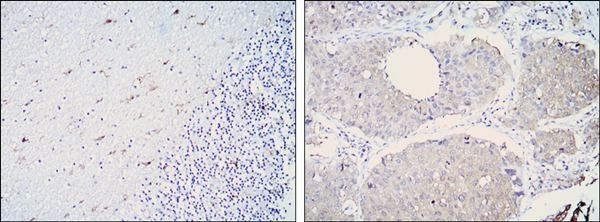 ALDH1A1 Antibody