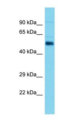 Aldh1a2 antibody