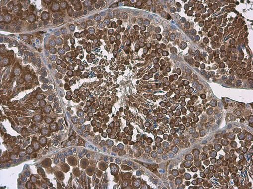 ALDH1A2 antibody [C1C3]