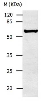 ALDH1A2 Antibody