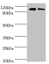 ALDH1L1 antibody