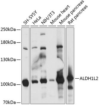 ALDH1L2 antibody
