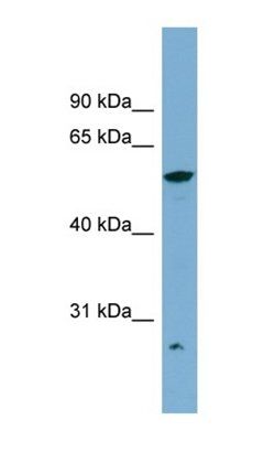 ALDH3A2 antibody