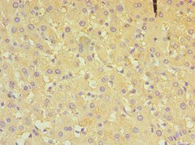 ALDH4A1 Antibody