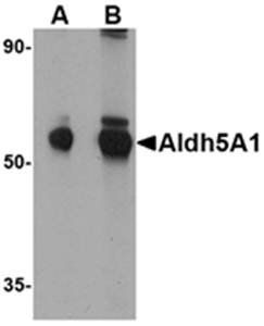 Aldh5A1 Antibody