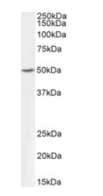 Goat anti-ALDH9A1, Biotinylated Antibody