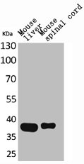 ALDOC Antibody