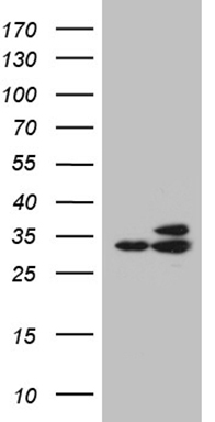 ALF (GTF2A1L) antibody