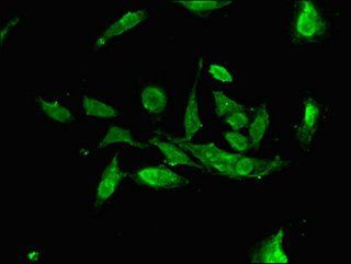 ALG13 Antibody