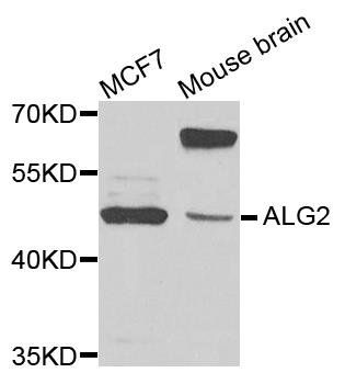 ALG2 antibody