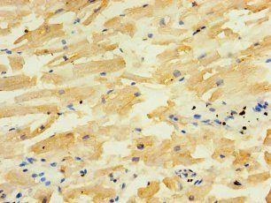 ALG5 Antibody