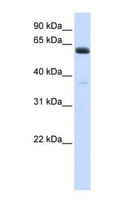 ALG6 antibody