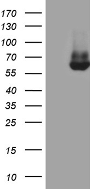 ALIX (PDCD6IP) antibody