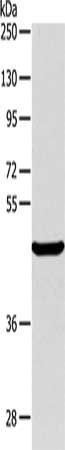 ALKBH1 antibody