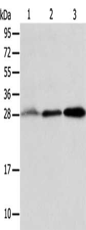 ALKBH2 antibody