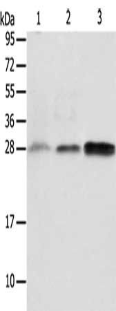 ALKBH2 antibody