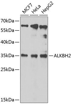 ALKBH2 antibody