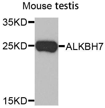 ALKBH7 antibody