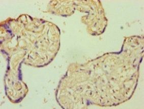 AIF1 Antibody