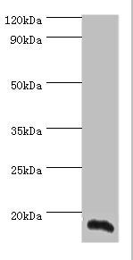 Aif1 Antibody