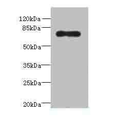 ALOX15B Antibody