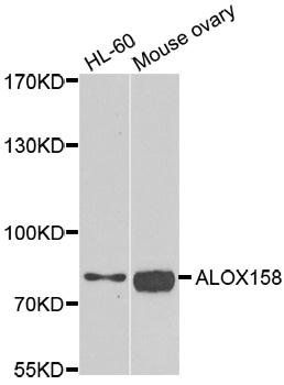 ALOX15B antibody