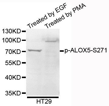 ALOX5 (Phospho-S271) antibody
