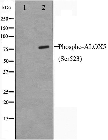 ALOX5 (Phospho-Ser523) antibody