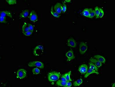 alpha 2a Adrenergic Receptor antibody