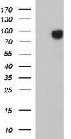 alpha A Crystallin (CRYAA) antibody